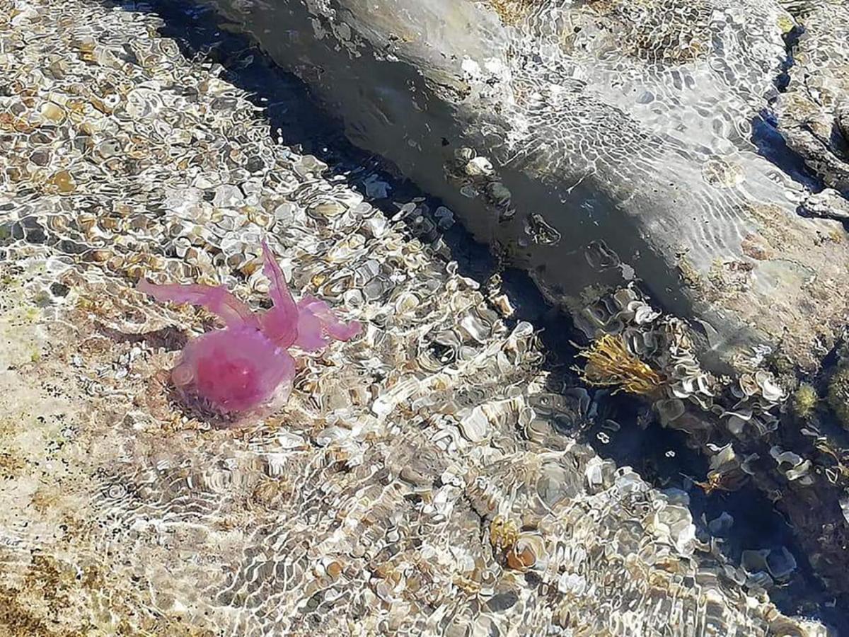 Appartamenti Giusi Con Giardino O Veranda Madonna della Catena Dış mekan fotoğraf